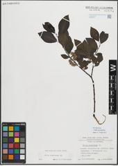 Foto von Salix myrsinifolia Salisb.